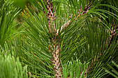 Pinus heldreichii 'Satellite