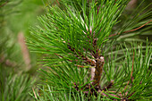 Pinus nigra Nigra