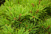 Pinus strobus 'Minima