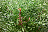 Pinus sylvestris 'Watereri