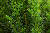 Taxus baccata 'Heckenstar'