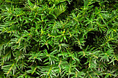 Taxus baccata 'Osterberg'