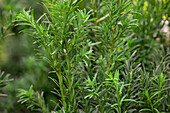 Taxus baccata 'Schwarzgrün'