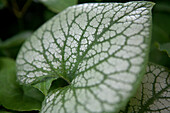 Brunnera macrophylla 'Jack Frost'(s)