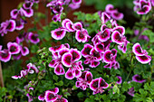 Pelargonium 'Angel Eyes'® Blueberry