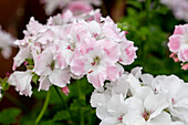 Pelargonium Bermuda Soft Pink