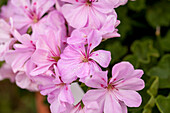 Pelargonium Rosy