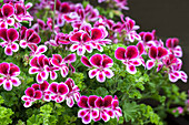 Pelargonium crispum PAC® Angels Perfume