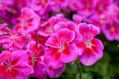 Pelargonium zonale 'Flower Fairy® Violet' 