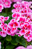 Pelargonium 'Flower Fairy® Rose'