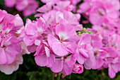 Pelargonium zonale PAC® 'Candy Rose'