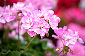 Pelargonium zonale PAC® 'Mosaic Pink'