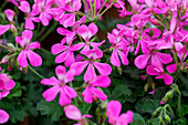 Pelargonium zonale PAC® ' Two in One Pink