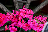 Pelargonium 'Summer Pearls Neon Rose'