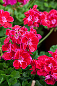 Pelargonium zonale PAC® 'Flower Fairy Velvet' 