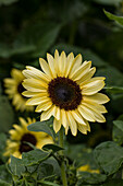 Helianthus annuus 'Valentin'