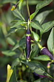 Capsicum frutescens 'Gusto Purple' F1 