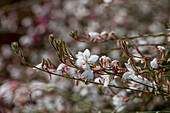 Gaura lindheimeri 'Haze'