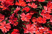 Impatiens New Guinea 'SunPatiens'® Vigirous Corona