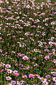 Bidens ferulifolia 'Dawn Star'