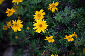 Bidens ferulifolia 'Bee® Super Joy'