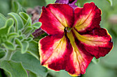 Petunia Crazytunia® 'Mandeville'