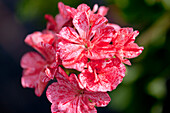Petunia 'Mosaic Red'