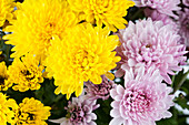 Chrysanthemum indicum 'Garden Mums'