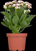 Kalanchoe blossfeldiana 'Rosalina'®