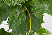 Cissus antarctica