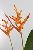 Heliconia