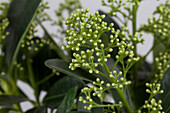 Skimmia ,Finchy'