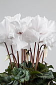 Cyclamen persicum