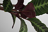 Calathea