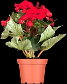 Begonia elatior, red