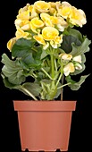 Begonia elatior, yellow