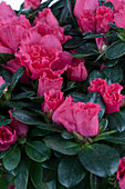 Rhododendron simsii, pink