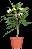 Euphorbia milii, weiß