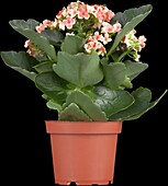 Kalanchoe Piton