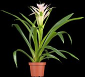 Guzmania Bolero