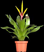 Bromeliad