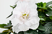Rhododendron simsii, white