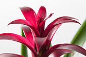 Guzmania 'Fiesta'