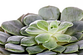 Echeveria