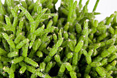 Rhipsalis cereuscula Coral Shine