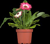 Gerbera, rot