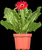 Gerbera, red