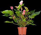 Anthurium x andreanum 'Turenza'