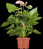 Anthurium x andreanum 'Pandola'