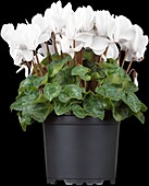 Cyclamen persicum, white